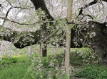 三春滝桜　葉桜